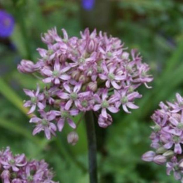 Allium Pink Jewel